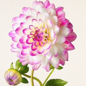 Meet your Posher, Sabu